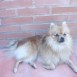 mis pomeranias